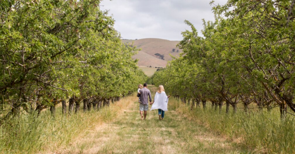 SA's almond export boom - ABC listen