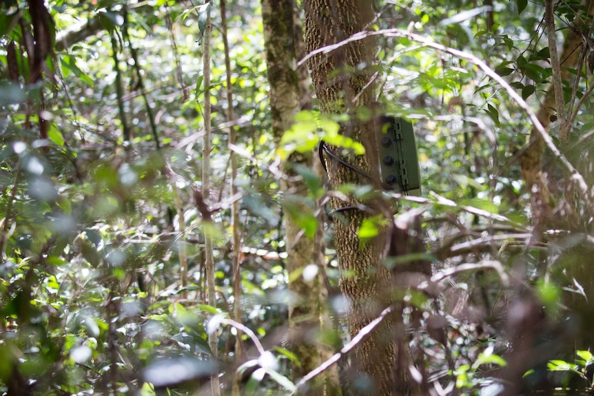 A small green box is strapped to a tree trunk. It looks like army surplus.