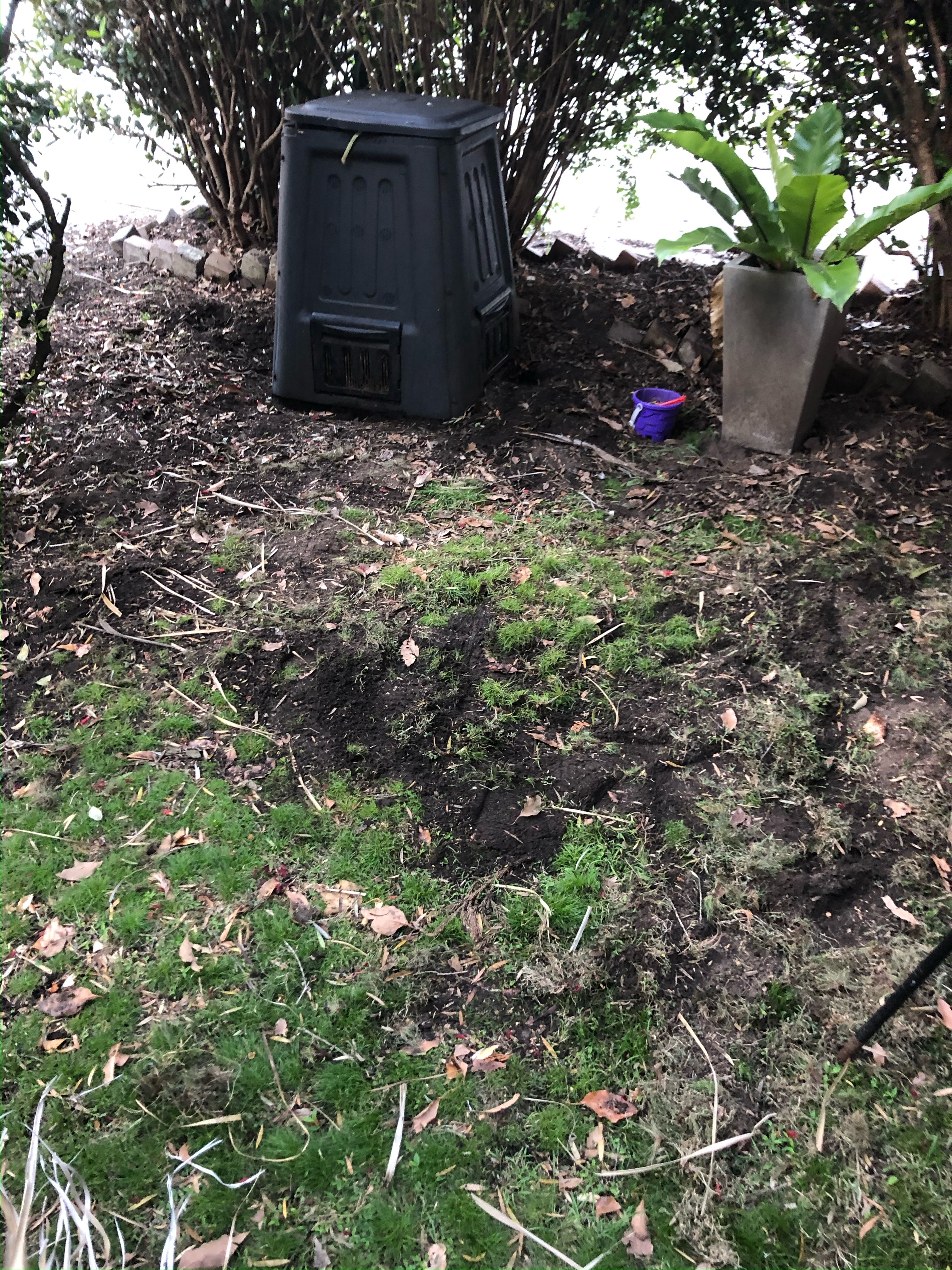 Bare patches of earth caused by a brush turkey scratching.