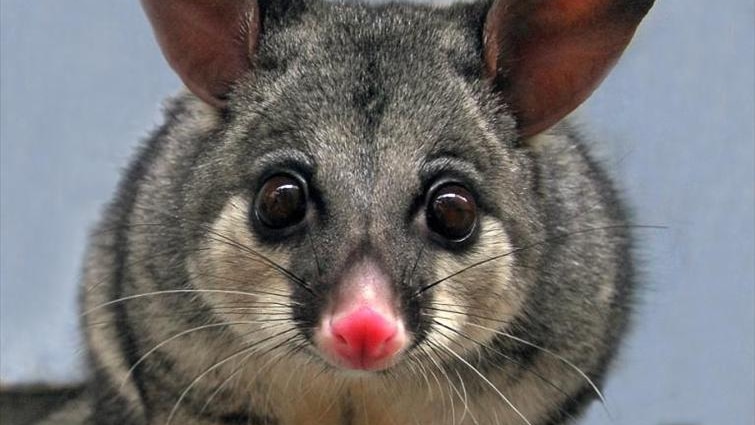 A Brushtail possum