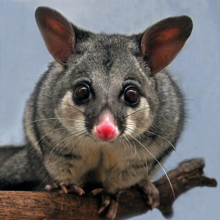 A Brushtail possum