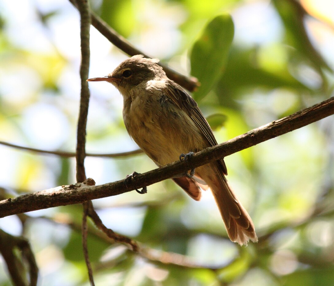 Extreme weather driving songbirds to 'divorce' episode artwork