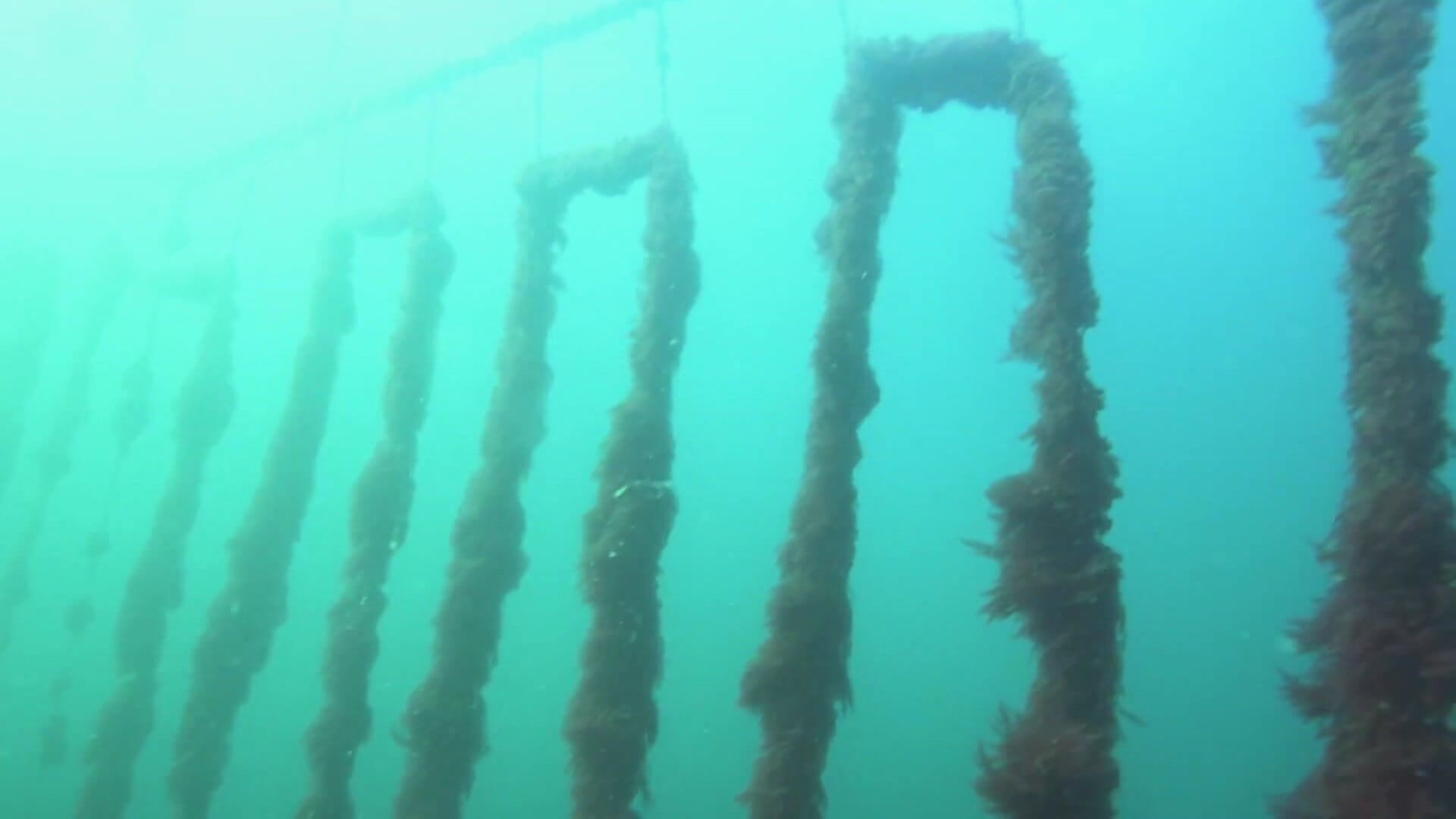 VIDEO: Seaweed Farming: Rehabilitating old mines with seaweed - ABC News & Headlines – Australian Broadcasting Corporation