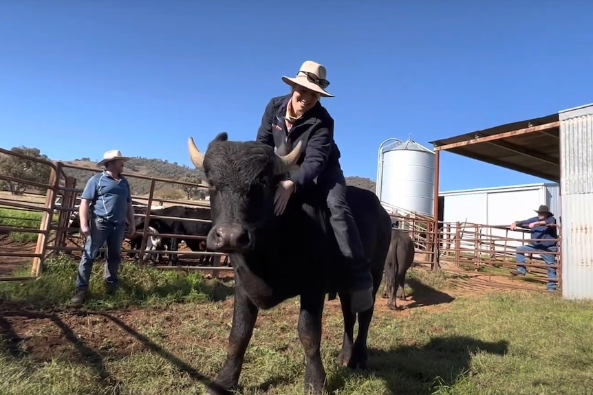 Woman rides a black buffalo bull in stockyards while a man watches on from the background.
