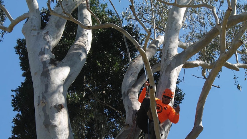 Competitor climbs a tree in a harness.
