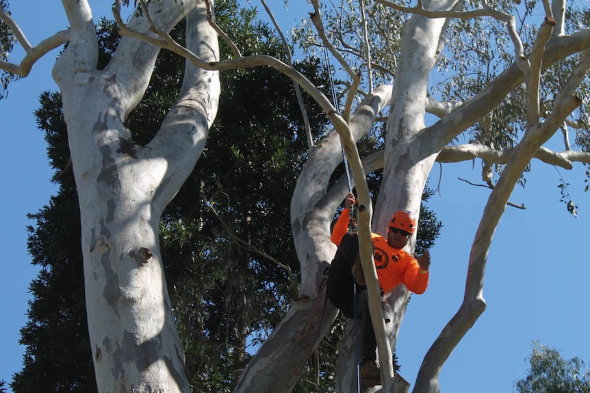 Competitor climbs a tree in a harness.