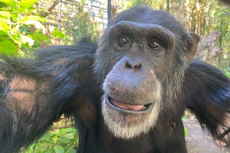Cassius, the 50-year-old chimpanzee, stares into the camera, behind him a leafy enclosure.