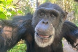 Cassius, the 50-year-old chimpanzee, stares into the camera