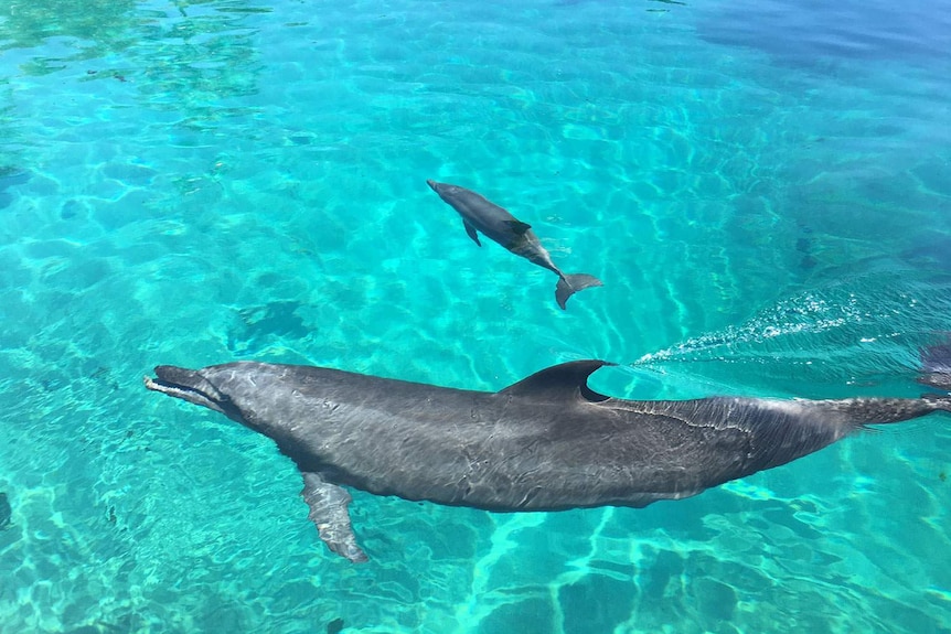 Bottlenose dolphin calf Dusty swims with mum Jinx at Sea World on the Gold Coast