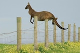 Kangaroo clears a fence
