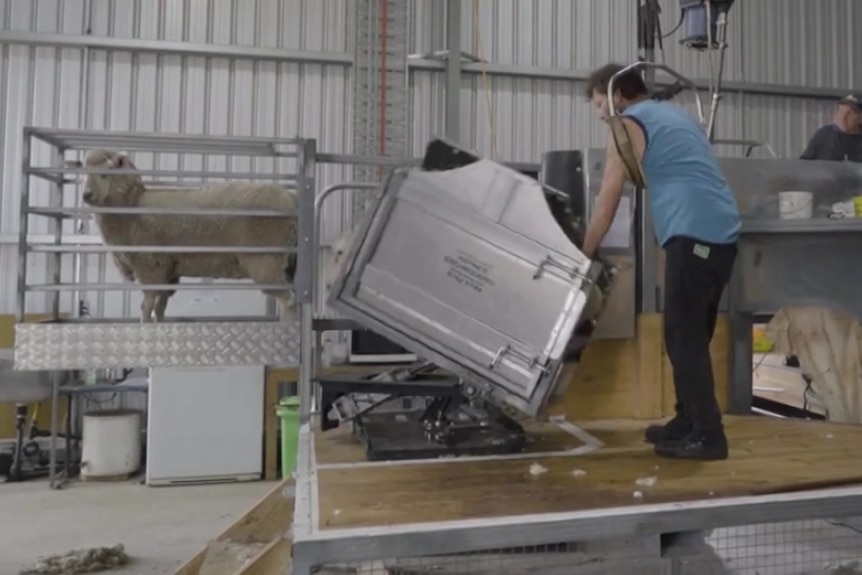 A man uses a metal machine to get a sheep into position for shearing.