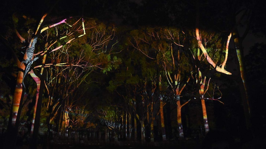 Lights in the trees on Kings Park's Fraser Avenue.