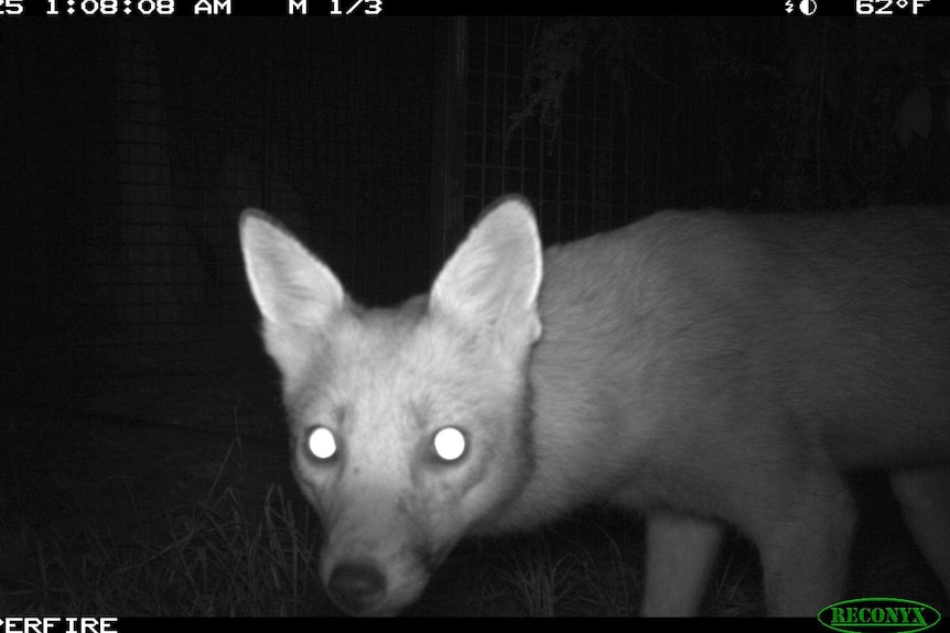 Fox caught on infrared camera at night.