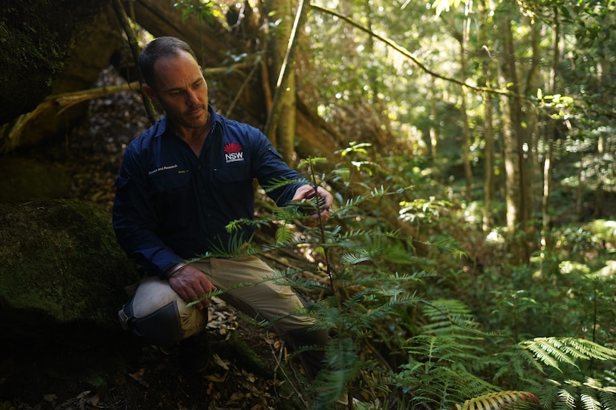Man in a blue shirt and beige pants crouching down in a forest examining a plant.