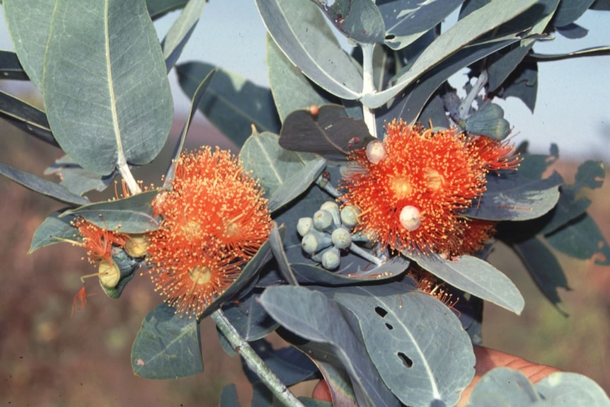 Close up of eucalypt leaves with orange flowers