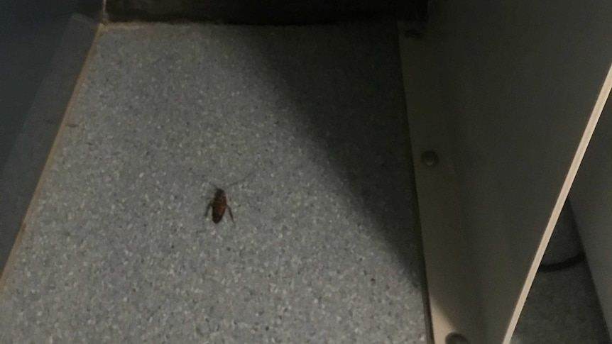 A cockroach is seen on the floor of a room at the Christmas Island detention centre, where Wuhan evacuees are being quarantined.