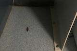A cockroach is seen on the floor of a room at the Christmas Island detention centre, where Wuhan evacuees are being quarantined.