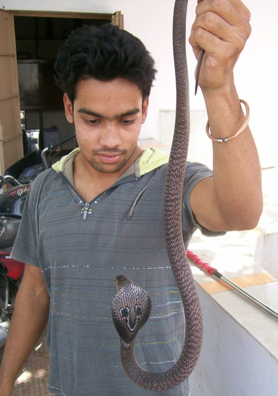 Mildura snake catcher Steven Morrow taken to hospital after brown snake