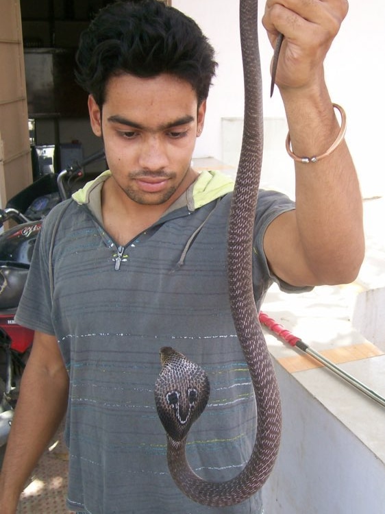 Man holding cobra and looking it in the face