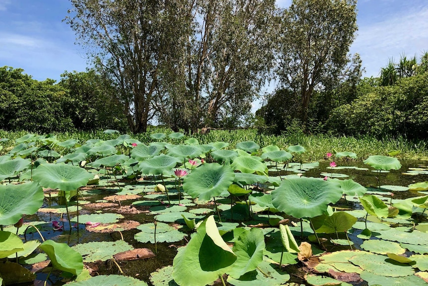 Lilies at Yellow Water Billabong