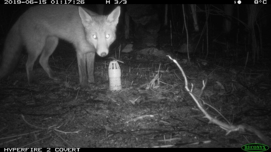 A fox caught on camera near the refuges in the Great Otway National Park.