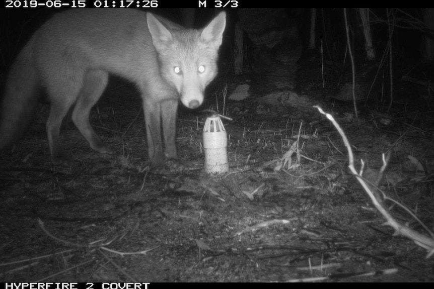 Fox caught on camera near the refuges in the Great Otway National Park.