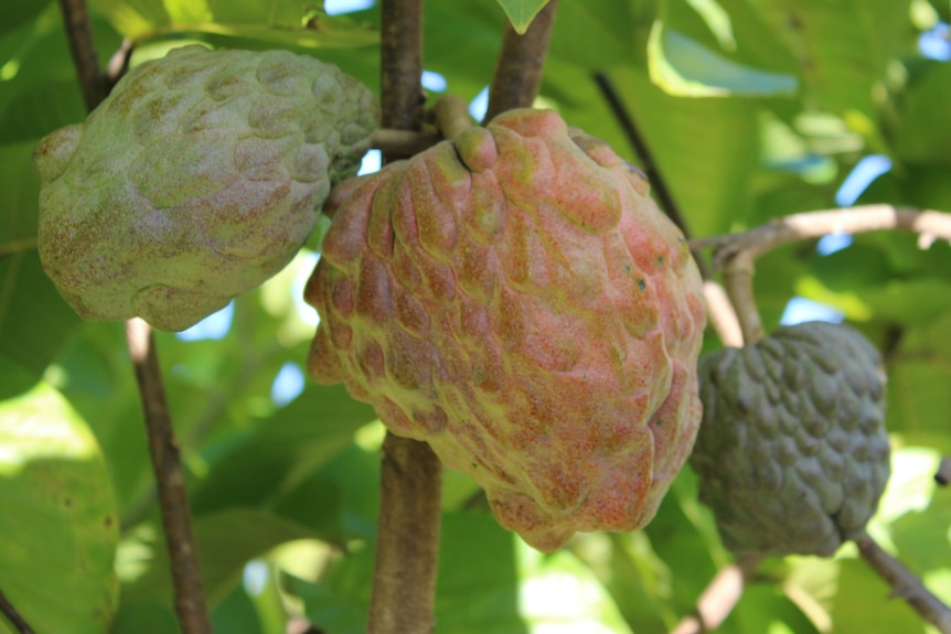 Three PinksBlush fruits on a tree.