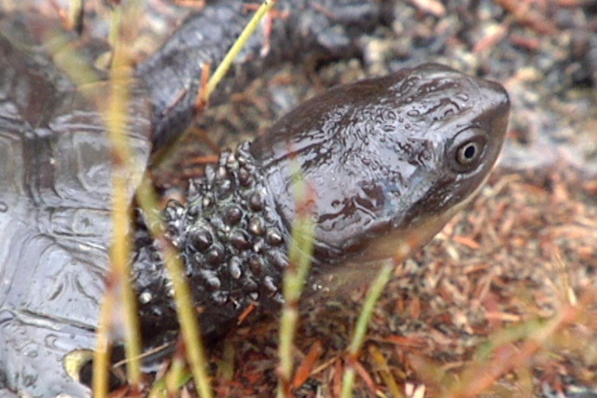 A close-up bird's eye view of a tortoise's head.