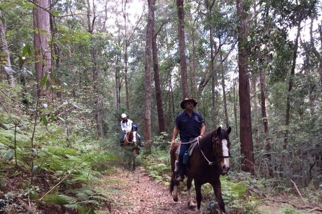 A man rides a horse through on a trail through bushland.