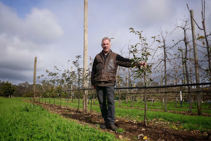 Vic Grozotis standing in his Manjimup orchard, July 2020.
