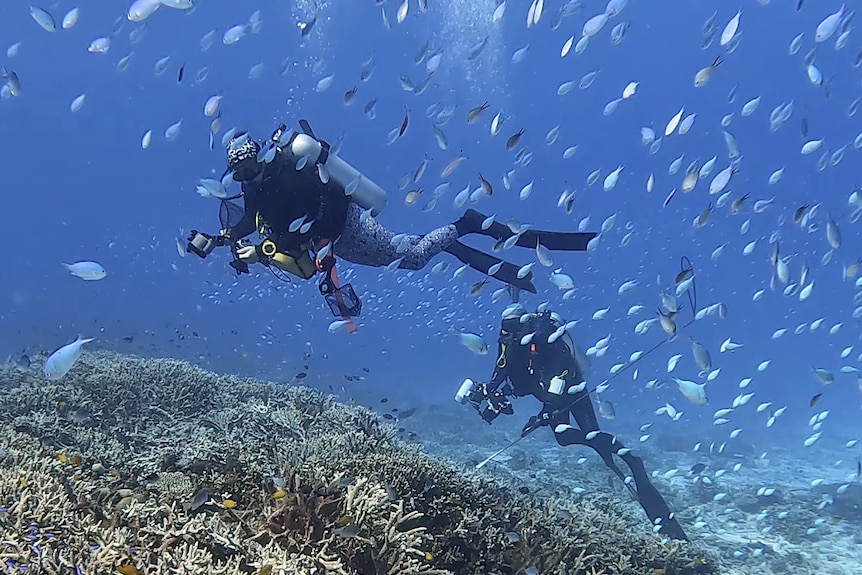 Two scuba divers swimming underwater above coral, with a school of small fish in the foreground.