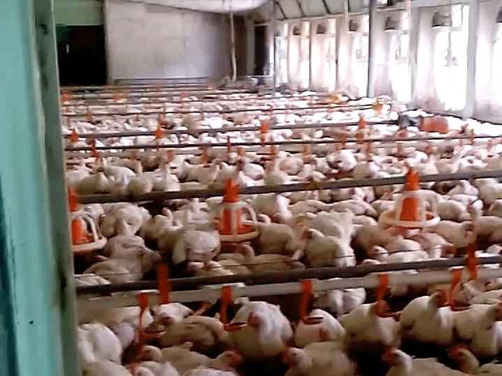 Hundreds of chickens on a factory floor