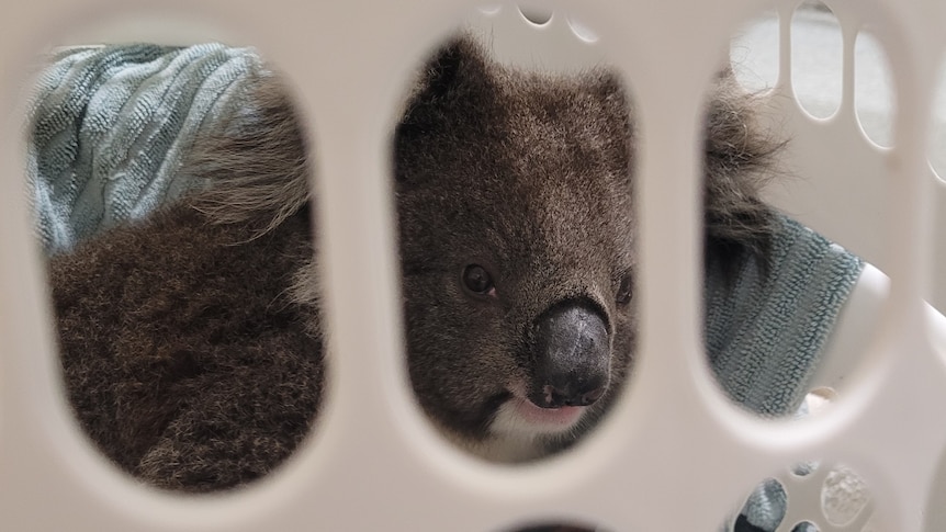 A koala sits within a laundry basket at Mosswood Wildlife Sanctuary in Koroit
