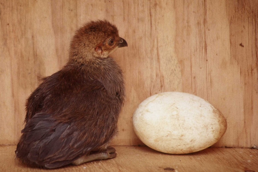 A brush turkey chick standing next to an egg, which is larger than a goose egg