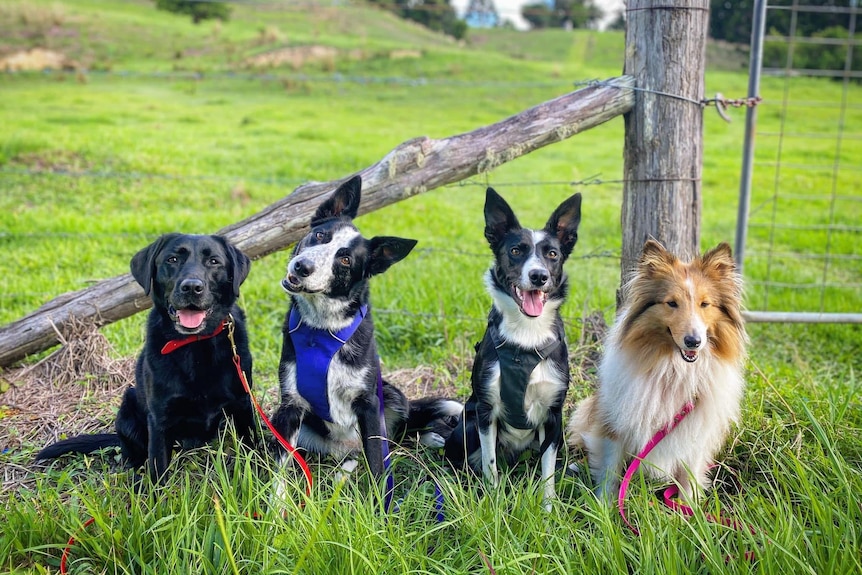 Four dogs sit in front of farm fence