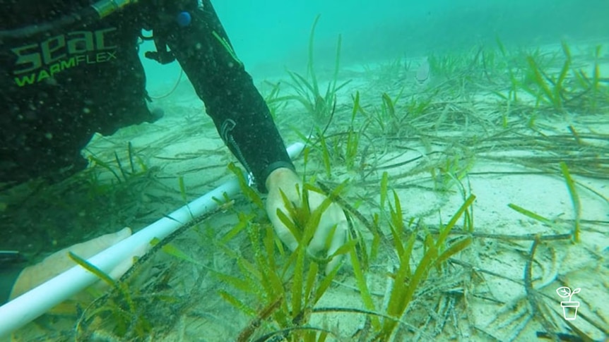 Underwater shot of man planting sea grass on ocean floor