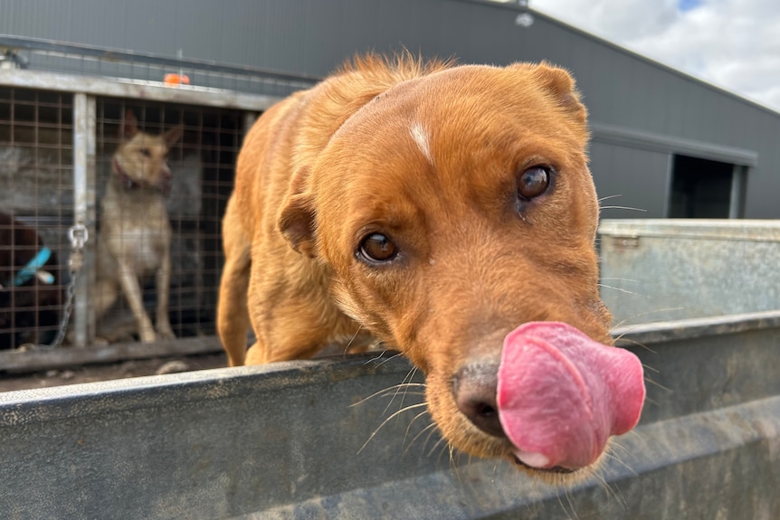 A red kelpie leans over the back of a ute tray and licks its nose.