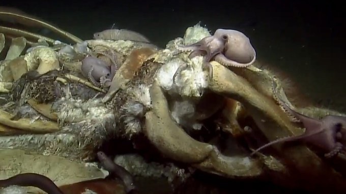 Several octopuses over the bones of a whale.