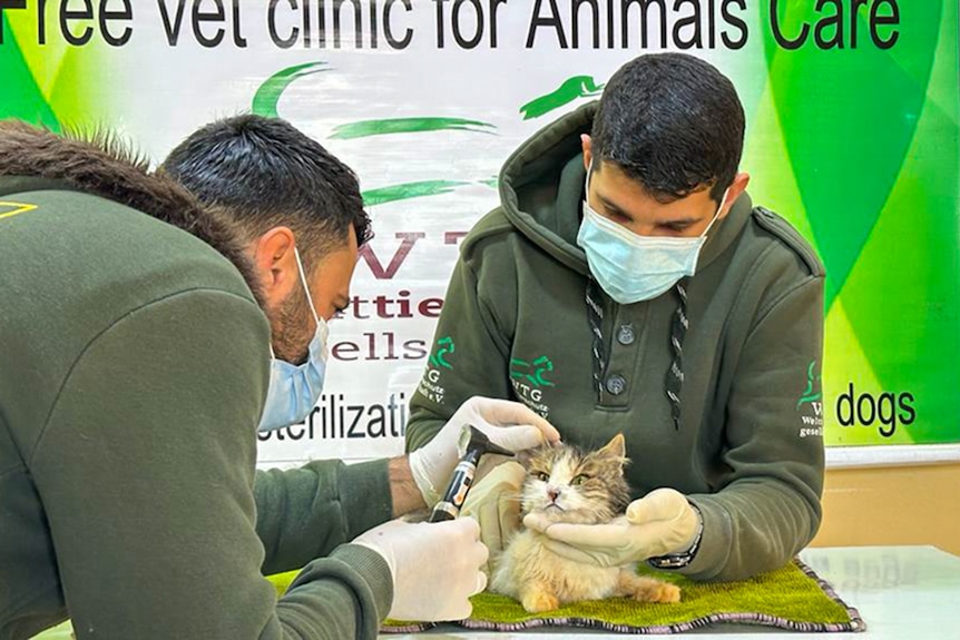 Two men examine a cat for injuries after it was rescued from the rubble.