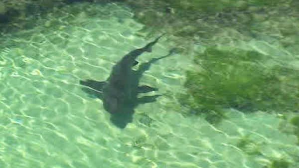 aerial view of shark in the sea