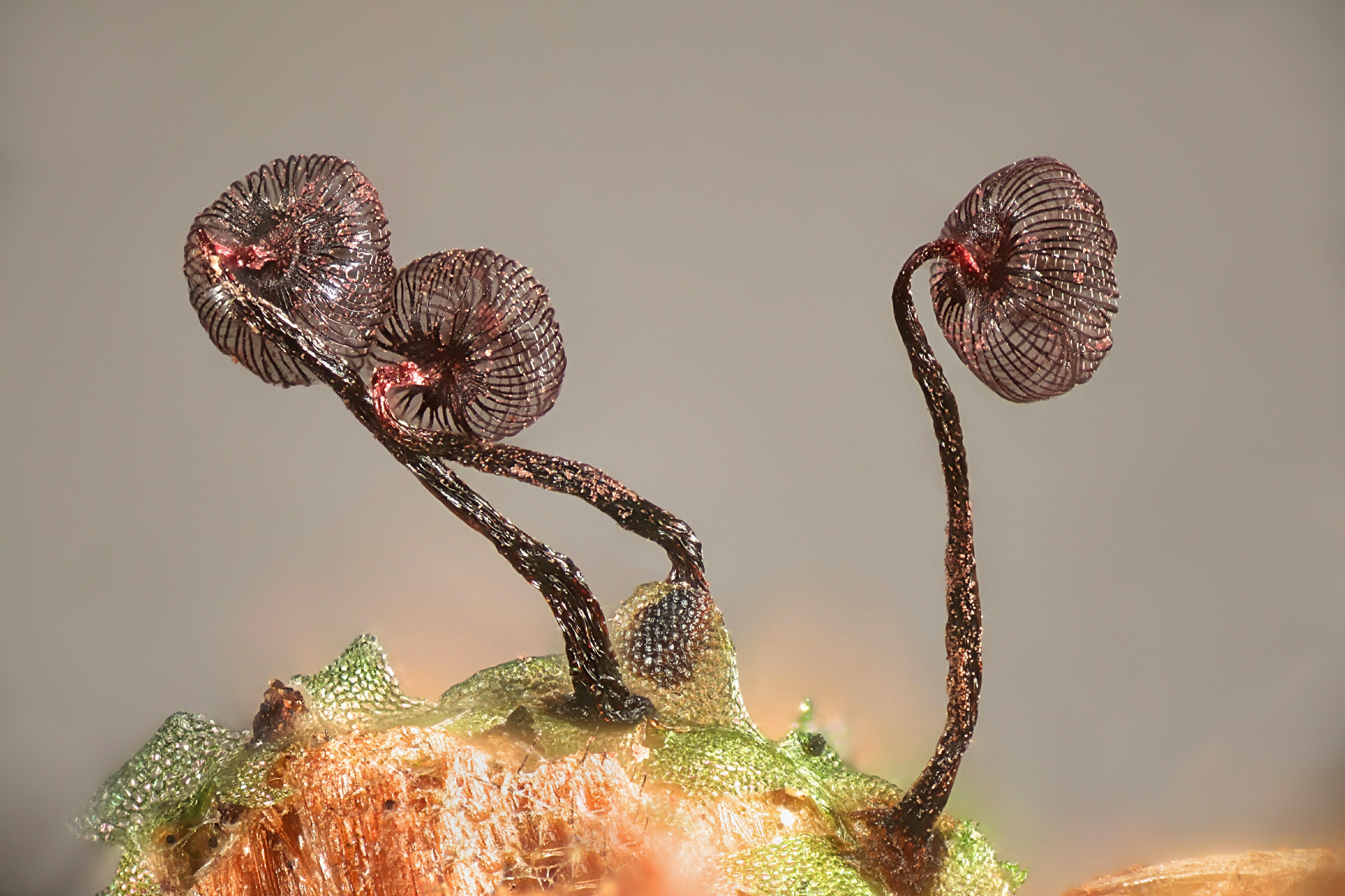 Close up of brown, orange and green slime mould