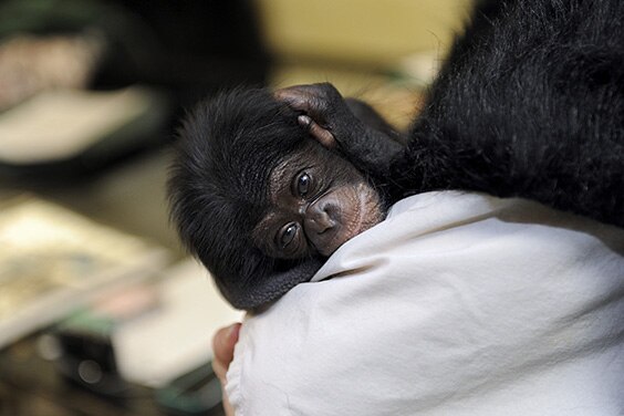 Keeva baby chimpanzee