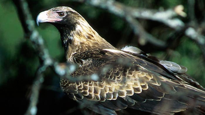 bird perched on branch