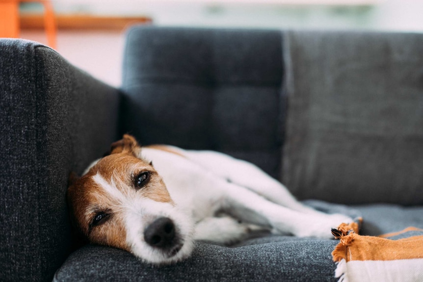 A small dog lying on a couch looking exhausted.