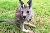 A small kangaroo with a bandaged leg.