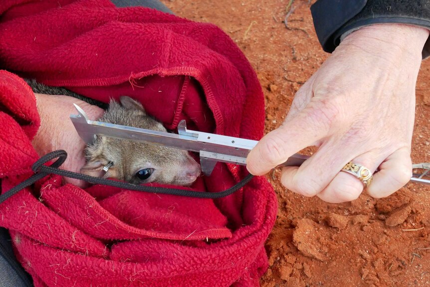 A small, brown bettong sits in a red pouch while someone measures the size of its head by using a silver measuring tool.