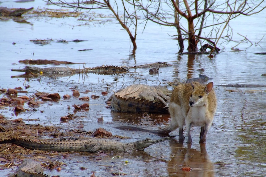 Freshwater crocodiles and a wallaby at Lake Argyle