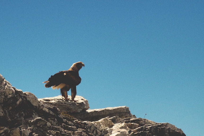 Picture of a wedgetail eagle on a rock with blue sky in the background