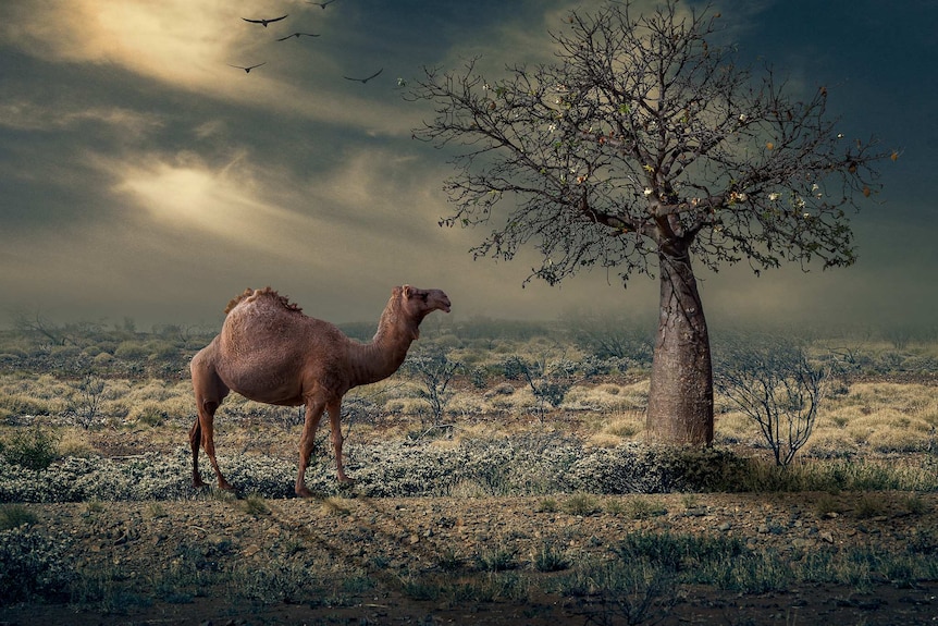 A camel in bushland next to a boab tree, created in photoshop.