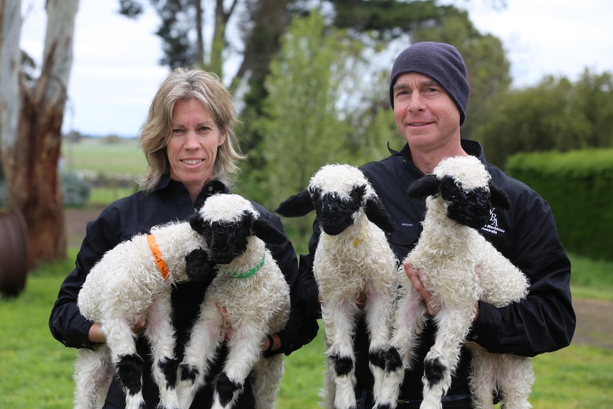 一位男性和一位女性抱着四头黑色鼻子的小羊羔。